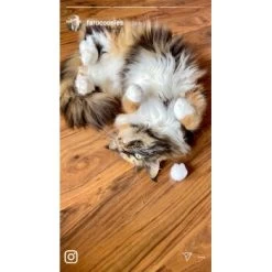 Kater Kasimir Premium Katzenminze, 60g Vorratspack (getrocknet, Geschnitten Und Gesiebt) -Trixie Store 0a8ae32e60664223a1beefc94e9ac56208606b87 1408153 de DE adc4a873272fd6b5f96f57d3a5134693bfc5f272qXbFbT