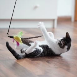 Schlitzohr Katzenangel Federanhänger 5x -Trixie Store 11ed2d225658009b8abd2f7334a71527c7d32c64 1484675 de DE 2194cc6dae193c9b0d821763f83834cddf74faa5Q2fI5o