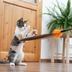 Schlitzohr Federwedel Birdy 3er Pack -Trixie Store 2e08cedc855b4fe4d22372cc22f48cef3188be3c 1659562 de DE 4a8ba2ccf79071630769db1080a8b14fba93fcb3EKX8X8