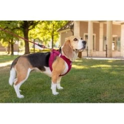 Curli Vest Harness Clasp Air-Mesh Grün XXXS -Trixie Store 3b9abfbc9874e460fff62c18cadc5f17cd95dc04 1375075 de DE curli photoshoot 594