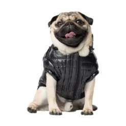 Canada Pooch Glänzende Pufferweste XXS -Trixie Store 3f39dd202240281d6a8313034415507d9f74aa31 11c6ae75a893f72a8c9fcd54083aee8fc460e2be