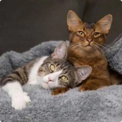 SELECT GOLD PURE Adult Mischfütterung-Set 2tlg. -Trixie Store 536de371626fbac7381fe51ce63607aedfae0cd8 1099803 de DE 4 Select Gold Cat 2