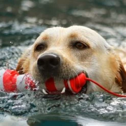 ROGZ Lighthouse Schwimmender Leuchtturm -Trixie Store 5a9b4524c755e868571e464e62e32a1b43624bad e8009cc701b9f38b4e0e2980a403a47a99edcf24