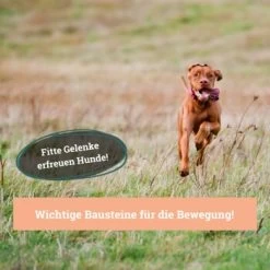 BeG Buddy Gelenk Fit Tabletten -Trixie Store 6218f467461529b33e78e061fd5bbfb6d1d2f7da 1457251 de DE a3695c7b63d65681a9295d83a6d1397da5c497d1Hm4zed