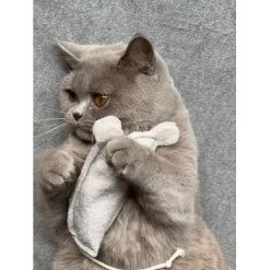 Kater Kasimir Premium Paket Mit 7 Beliebten Katzenspielzeugen Aus Naturmaterial -Trixie Store 69d850d83d44dd51ee163b4ce9871d685e5144a3 1408152 de DE 5e0e2fa341f3b7f13618444c260f3bc5df86140eIfTKHQ