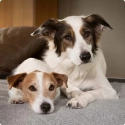 SELECT GOLD Sensitive Adult 12x100g Truthahn Mit Topinambur -Trixie Store 6abb6915af23c615d0cf74853b0a3bb663e7931c 1096086 de DE 4 Select Gold Dog 1