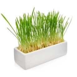 Canadian Cat Company Futterbar Cat Diner 14 Canadian Cat Company Futterbar Cat Diner -Trixie Store 826fd086574d64d46c2802167da1bfdae7b147ec 1345694 de DE b3d7c26a7588f99653da66172f4236f4bcef6045zlgKlp