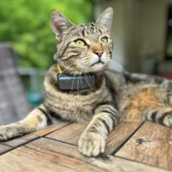 Fressnapf GPS-Tracker Für Katzen -Trixie Store a7bebee4b10c628d907361c34d7e857ab2b8149a 1425046 1