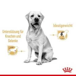 ROYAL CANIN Labrador Retriever Adul Stückchen In Soße 10x140g -Trixie Store aeb19e4cdbaaca5cbebad4d6e972e6da4799c103 97daf81f0e230cf8456b48a254b246e5816be7c2