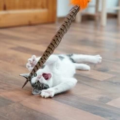 Schlitzohr Federwedel Birdy 3er Pack -Trixie Store b2468018bd2b888c11ee64154d86732de60c7830 1659562 de DE 7d36675a42a956412d003b03e1f072b0ae0379063UsHBd