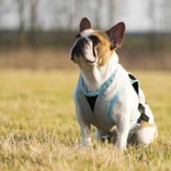 Trovet Suitical Kühlweste Dry Cool M -Trixie Store b32e0654ab987d26790de796cf13d2e54cbed73f 1321386 de DE Trovet suitical 6 Kopie