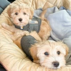 Thundershirt Beruhigungsweste Grau XS -Trixie Store b73ccfbb685e050e9f2290d960047b91d2dcc354 1102942 3