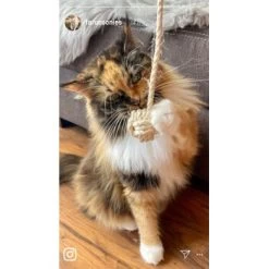 Kater Kasimir Deluxe Set Mit 9 Beliebten Katzenspielzeugen Aus Naturmaterial Und Handgemachtem CATMOM Armband -Trixie Store b933584b7dcd56603dddd340f05442bfffc43e18 1408141 de DE 8e1afbeea10c4c53b2e3c89a347993a00031803ayqowzr