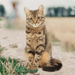 REAL NATURE Adult Mixpaket Wurst 12x70g -Trixie Store bc56b458619aa86240780c2f64ff928db9b8da6b 1246887 de DE Real Nature Original Cat Bild 2