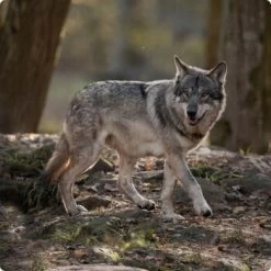 REAL NATURE WILDERNESS Desert Sands Kamel & Pferd 12 Kg -Trixie Store d8df16d01d44eca47dceb4029baf88ff4ded8402 1248542 de DE Real Nature Wilderness Dog bild