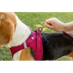 Curli Vest Harness Clasp Air-Mesh Grün XXXS -Trixie Store eb76881dd43e950e1324091e6b3ad74fd23aa73c 1375075 de DE curli photoshoot 601 3