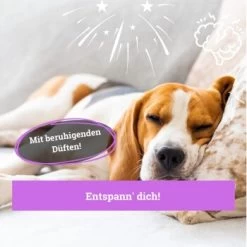 BeG Buddy Körbchen Spray Beruhigung Stress -Trixie Store ed46f42d90e9c2090e66970bc3c9598896831909 1669471 de DE 768bad740b864a3e328c301b094e7af58dea17cfBPOCDN