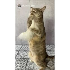 Kater Kasimir Premium Katzenangel Mit 4 Handgemachten Anhängern Aus Naturmaterial -Trixie Store f5a0947d639de966c4125c979f26b15c23b5fa95 1408150 de DE aa9d1c169f7ec9191367c416c4b64e9770f966aeO7Adip